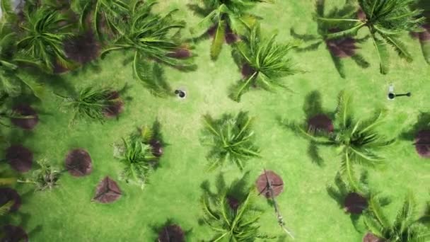 Кинематографический зеленый фон с видом сверху вниз на зеленые пальмы в летний день — стоковое видео
