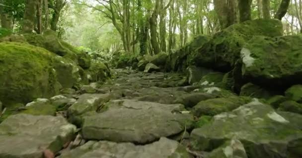 Ongelooflijk landschap van ongerept landschap in dicht bos — Stockvideo