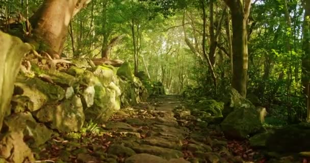 Maravillosa vegetación vista desde un estrecho camino empedrado — Vídeos de Stock