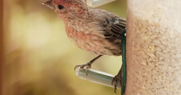 Roztomilý červený opeřený pták zblízka zpomaluje. Malý vrabec sedí na krmítku — Stock video