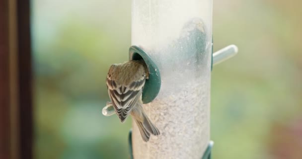 Kleiner süßer Sperling sitzt auf dem Vogelfutterhäuschen im grünen Garten. — Stockvideo