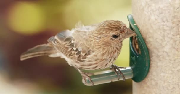 Lindo pájaro marrón con plumas de contraste se alimenta en el jardín, aves silvestres cámara lenta — Vídeo de stock