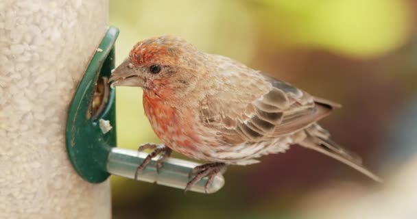 Pequeño gorrión rojo se sienta en el comedero de aves en el jardín verde. Lindo pájaro marrón — Vídeo de stock