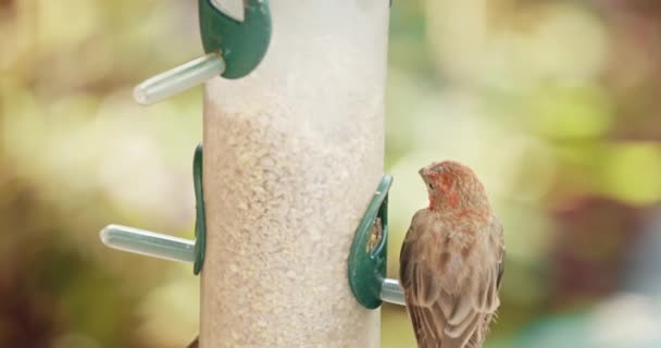 Mica vrabie roșie stă pe alimentatorul de păsări în grădina verde. Draguta pasăre maro — Videoclip de stoc