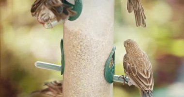 Kuş yemliğinde birkaç küçük kırmızı başlı serçe, arka planda bulanık yeşil bahçe.