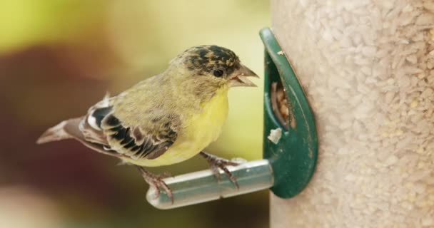 Primer plano lindo pájaro de plumas amarillas vibrantes cámara lenta. Gorrión pequeño brillante — Vídeo de stock