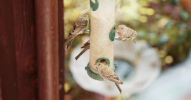 Small bright sparrows at bird feeder with blurry green garden on background 4K