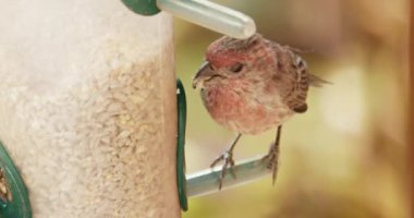 Close up cute vibrant pink feathered bird slow motion. Small bright sparrow 