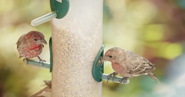 Cute curious brown birds flying on sunny day, 4K. Wildlife and wild birds — Stockvideo