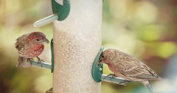 Close up few small red headed and yellow feathered sparrows at bird feeder — Video