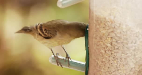 Close up cute vibrant yellow feathered bird slow motion. Wildlife 4K — Stok video