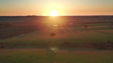 Yaz güneşinin altındaki büyük üzüm bağlarının hava görüntüleri.