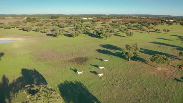 从空中俯瞰的野生动物穿过橄榄和软木塞边的平原 — 图库视频影像