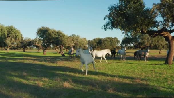 Вид с воздуха на спокойных животных в живописной сельской местности — стоковое видео