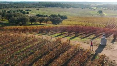 Man strolls along dusty field road between organic vineyard