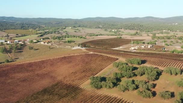 Aerial footage of lush rural landscape with organic vegetation — Stock video