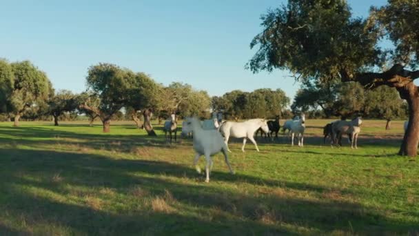 Aerial view of calm animals within picturesque countryside — Stock Video