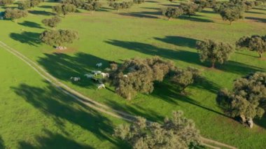 Ağaçların gölgesinde siyah ve beyaz atlar yemyeşil bitki örtüsüyle tarlalarda
