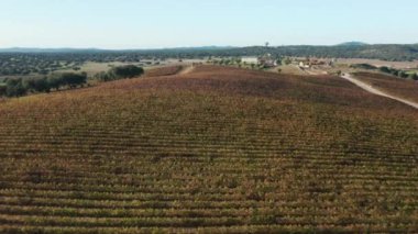 Açık mavi gökyüzünün altında bağları ve yeşil ağaçları olan güzel bir vadi.