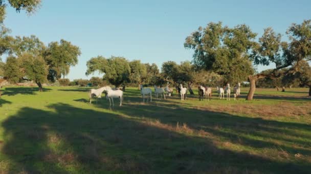 Gyönyörű öböl és fehér lovak legelnek a legelőn napnyugtakor — Stock videók