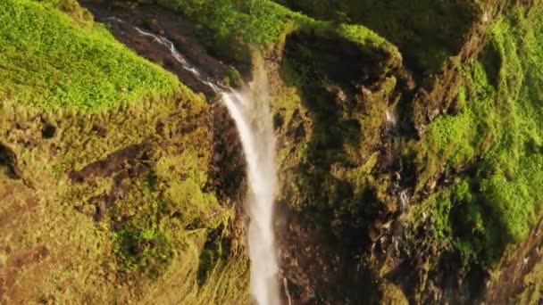 Endemic vegetation covers coastal volcanic cliff — Stock Video