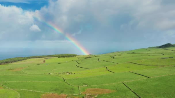 Drone footage of lush pasture with herd of cows and a rainbow in the background — Stock Video