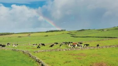Yeşil tarlada otlayan inek sürüleri, Sao Jorge, Azores, Portekiz