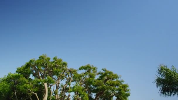 알래스카 에어웨이즈 제트기가 청록색 하늘 8K 적색으로 푸른 나무 위를 날다 — 비디오