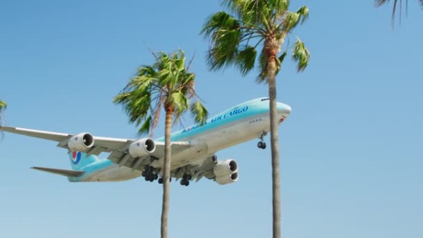 Jumbo jet airplane landing on summer sunny day, green palm trees on foreground — Wideo stockowe