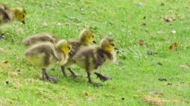 Fun cute wild small birds on green grass. Summer 4K footage shot on RED Weapon