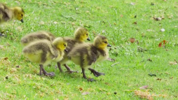 Fun cute wild small birds on green grass. Summer 4K footage shot on RED Weapon — Stock Video