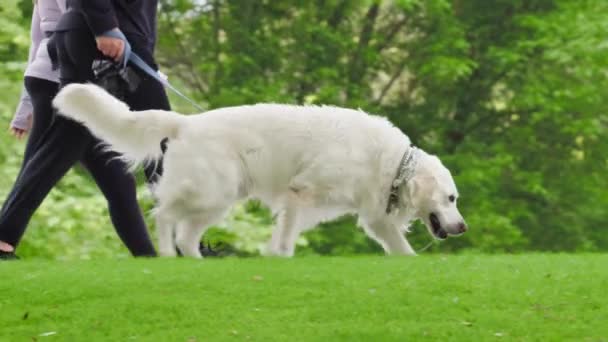 Active athletic friends walking by green park with happy golden retriever dog — Stok video