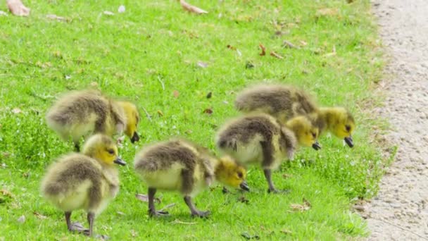 Cute fluffy chickens on bright green grass. Slow motion fun adorable baby geese — Wideo stockowe