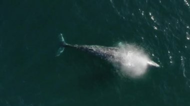 Nesli tükenmekte olan vahşi hayatın gerçek insansız hava aracı görüntüleri 4K. Gri balinalar Alaska 'ya göç eder