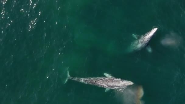 Majestuosas criaturas de la naturaleza salvaje los animales mamíferos más grandes de la Tierra, aviones no tripulados — Vídeo de stock