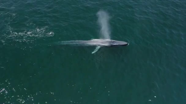 Aerial drone top down view hermosa ballena azul respiración con fuente de agua — Vídeos de Stock