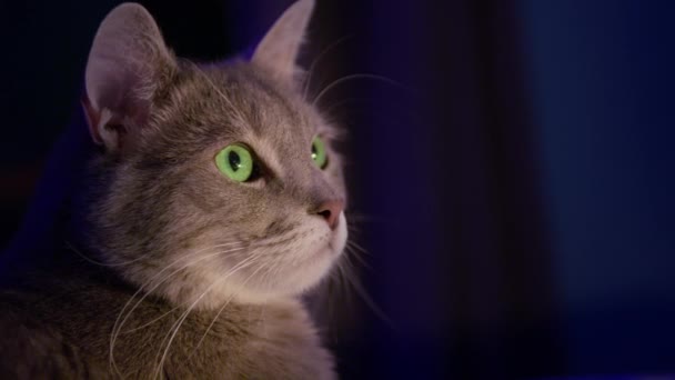 Cute śmieszne szary kot z jasnozielonymi oczami na ciemnym tle z miejsca kopiowania 8K — Wideo stockowe