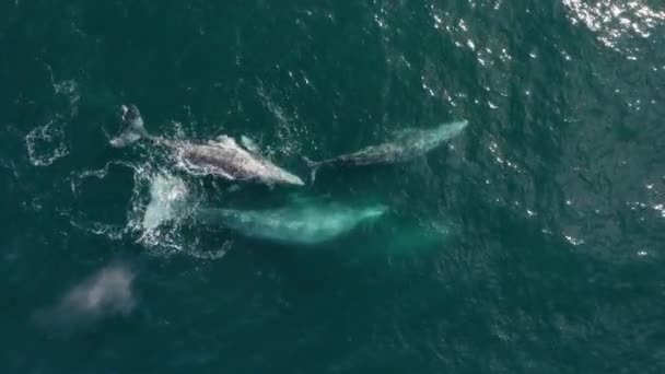 Filmische Antennenwal-Familie mit Mutter und Kälbern, die Regenbogenfontänen blasen — Stockvideo
