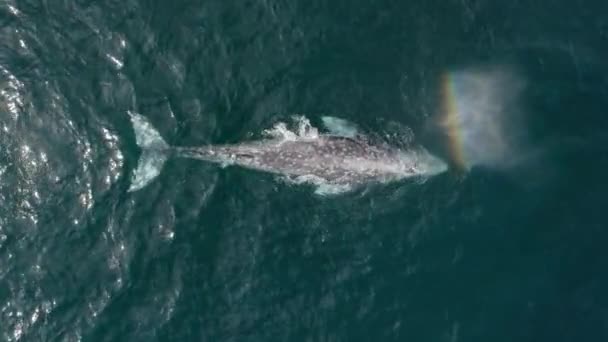 Visão aérea de cima para baixo Baleia Cinza sopra fonte de água e cria um arco-íris — Vídeo de Stock