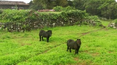 Yeşil çayırlar içindeki eşsiz manzaranın havadan görünüşü