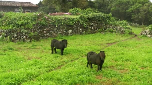 Luftaufnahme der einzigartigen Landschaft inmitten grüner Wiesen — Stockvideo