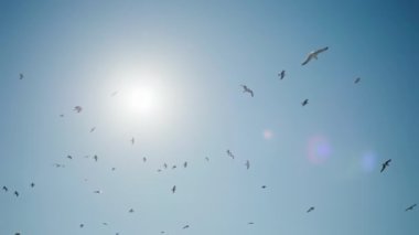 Arka planda uzun kanatları ve gün doğumu olan güzel kuşlar