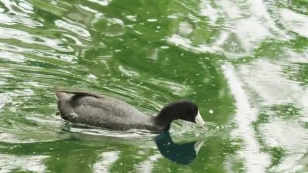 Wild bird like a duck with white beak picking up food on the water surface RED — Stock Video