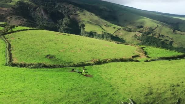 San Miguel Adası, Azores, Portekiz ve Avrupa 'nın yeşil tarlalarında otlayan inekler — Stok video