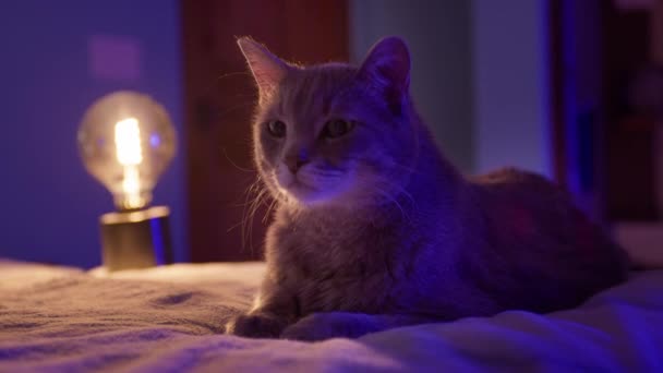 Спокойная симпатичная серая кошка, отдыхающая на кровати дома, праздничная уютная атмосфера, RED 8K — стоковое видео