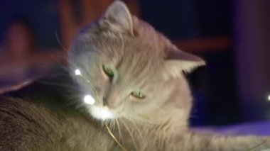 Neşeli sevimli gri ceketli kedi ışık kablosunu kesmeye çalışıyor, Noel süslemesi.