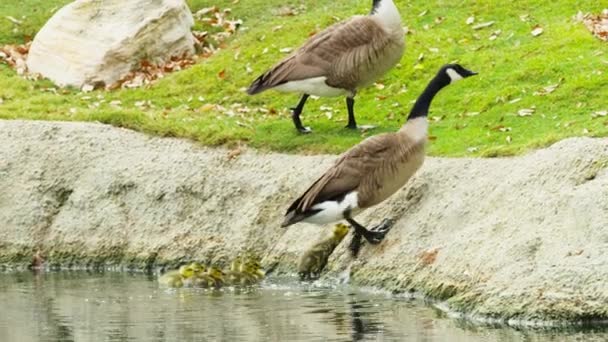 Small wild goslings following their parents in urban green park on summer day — Stock Video