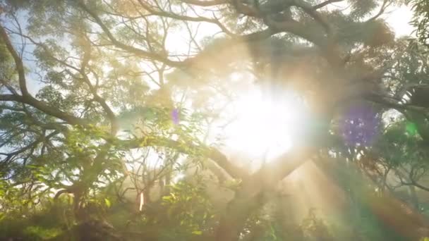 4K映像緑の雨の森、木の枝、霧の中から差し込む太陽の光 — ストック動画