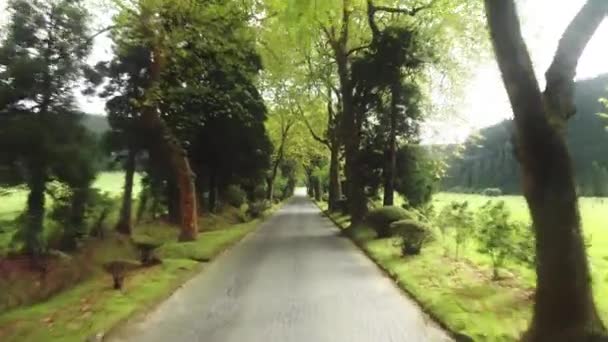 Ilha de São Miguel, Açores, Portugal. Estrada deserta encantadora entre árvores altas — Vídeo de Stock