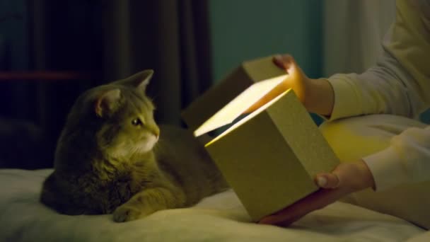 Aranyos vicces szürke macska élénk zöld szem sötét háttér másolási tér 8K — Stock videók